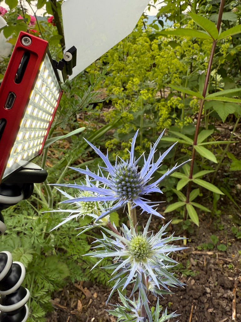 Makroaufnahme einer Edeldistel (Eryngium planum) mit stacheligen blauen Strukturen auf dunklem Hintergrund. Künstlerische Darstellung einer botanischen Form