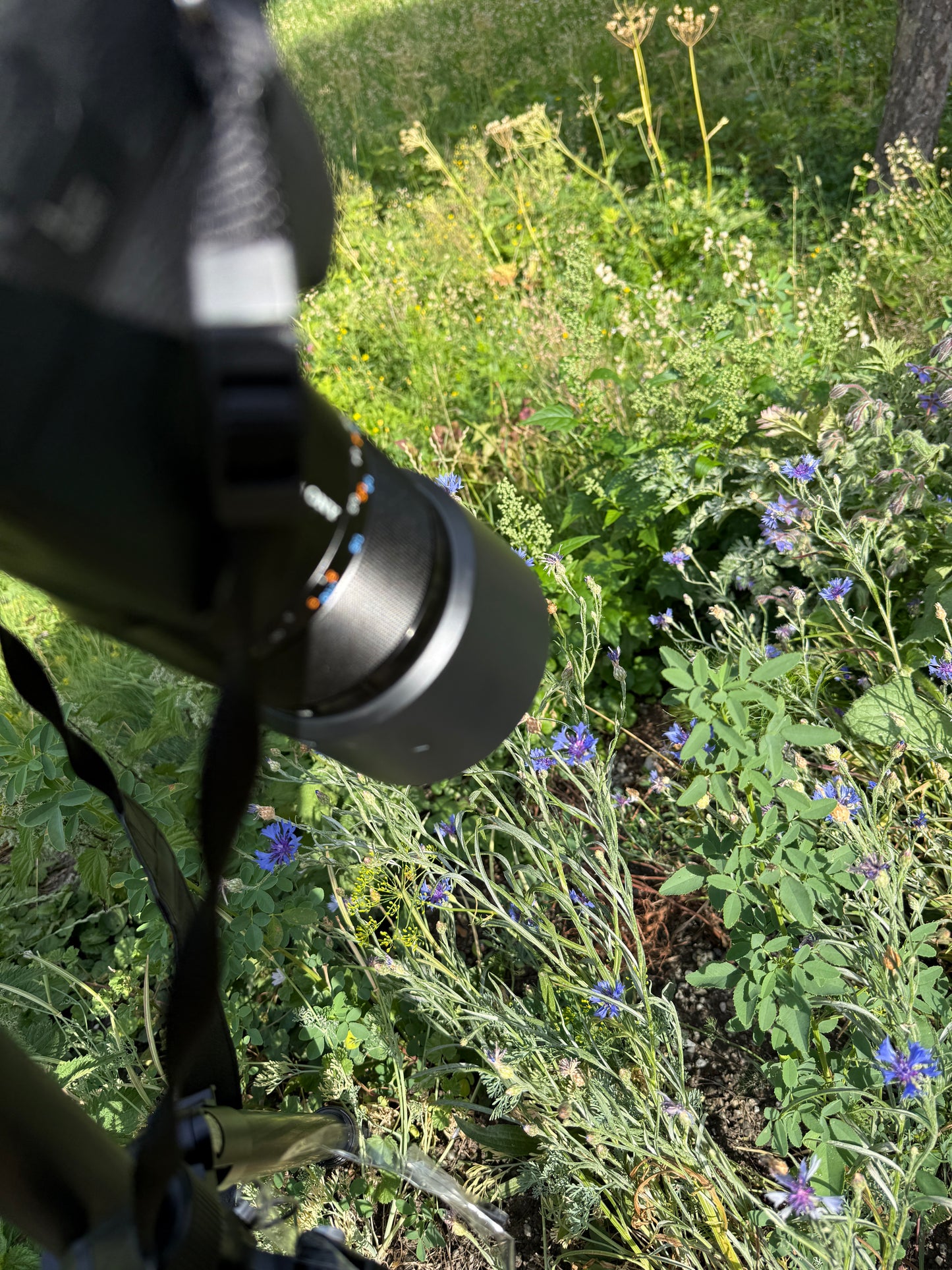 Herzkammer aus Licht – Centaurea cyanus