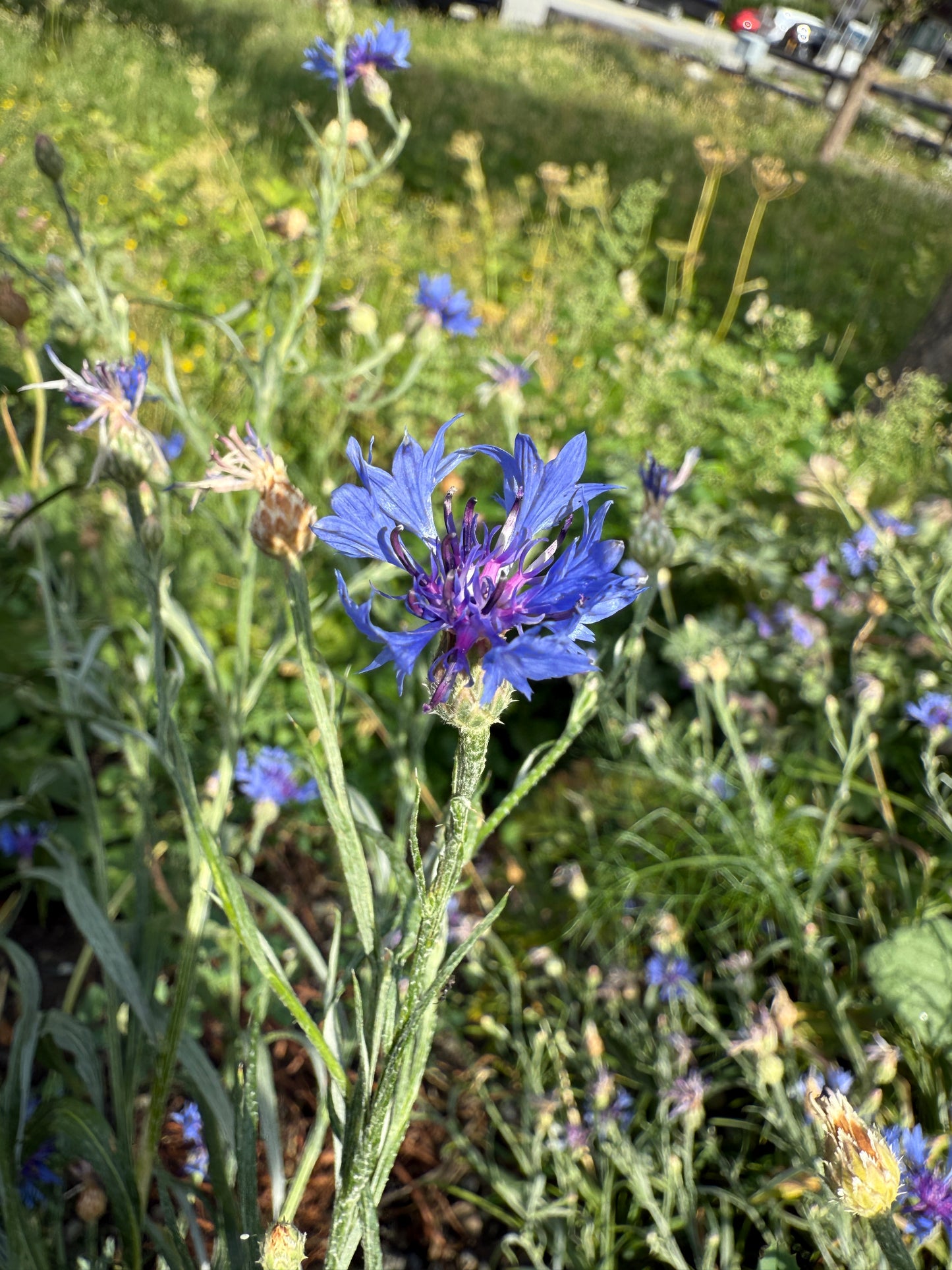 Herzkammer aus Licht – Centaurea cyanus