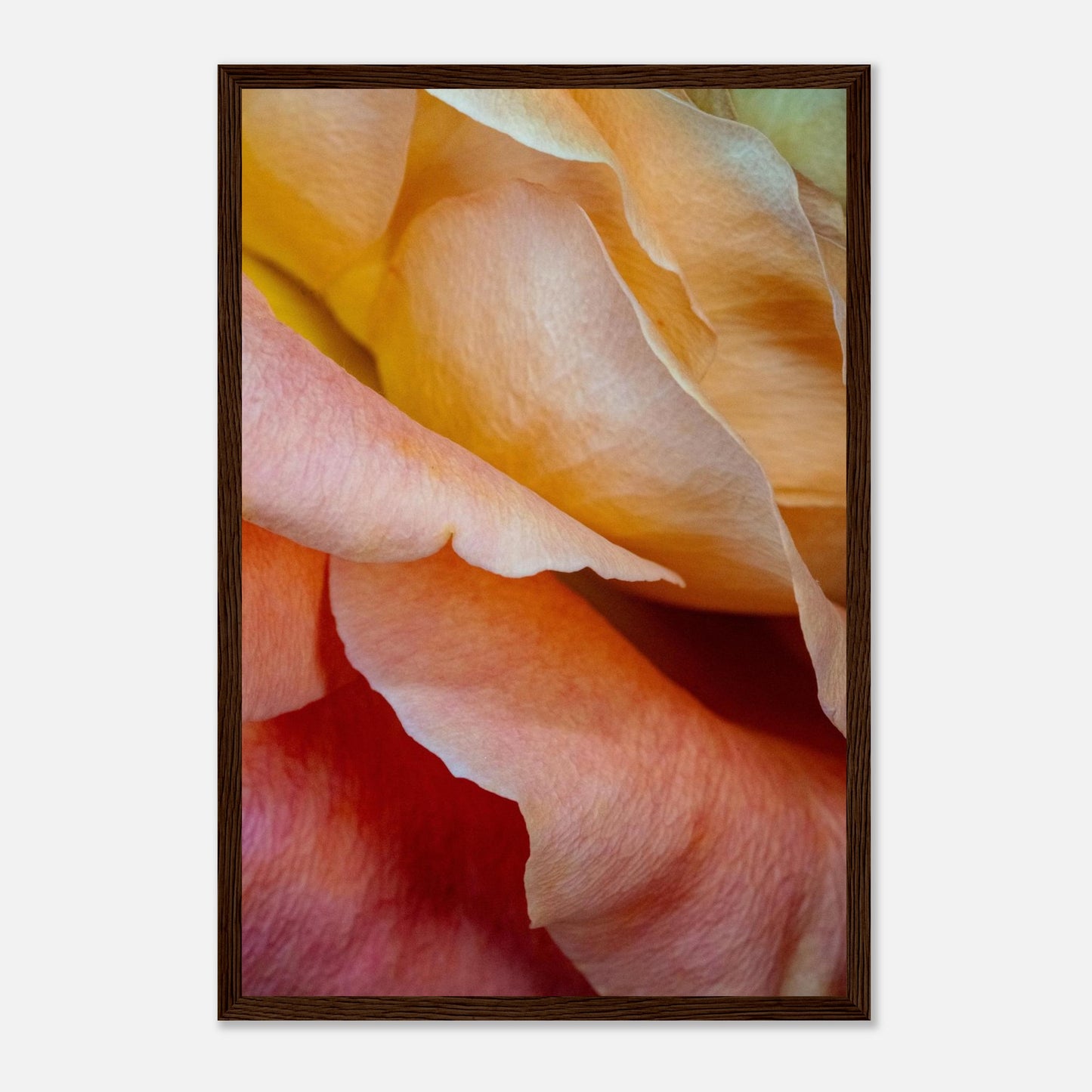 Detail einer Rose in zarten Pfirsichtönen mit Lichtspiel