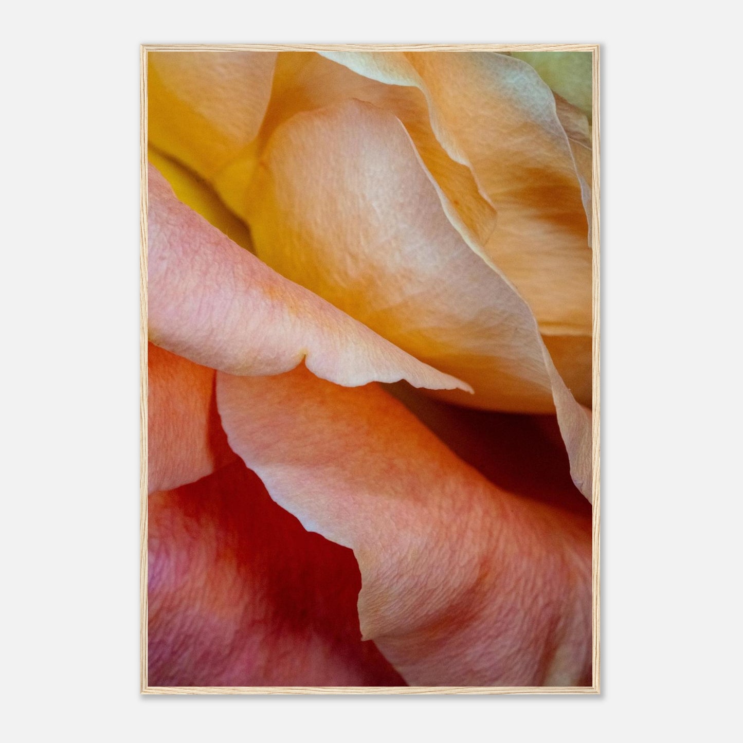 Detail einer Rose in zarten Pfirsichtönen mit Lichtspiel