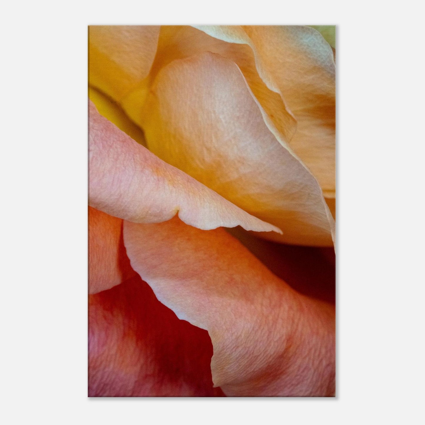 Makroaufnahme einer Rosenblüte in apricotfarbenem Licht