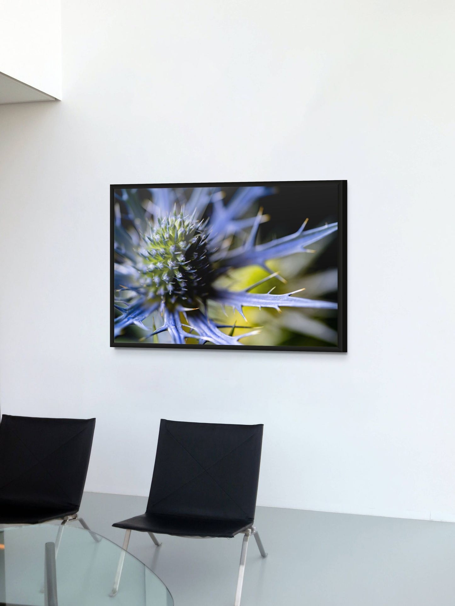 Königin der Disteln – Eryngium planum