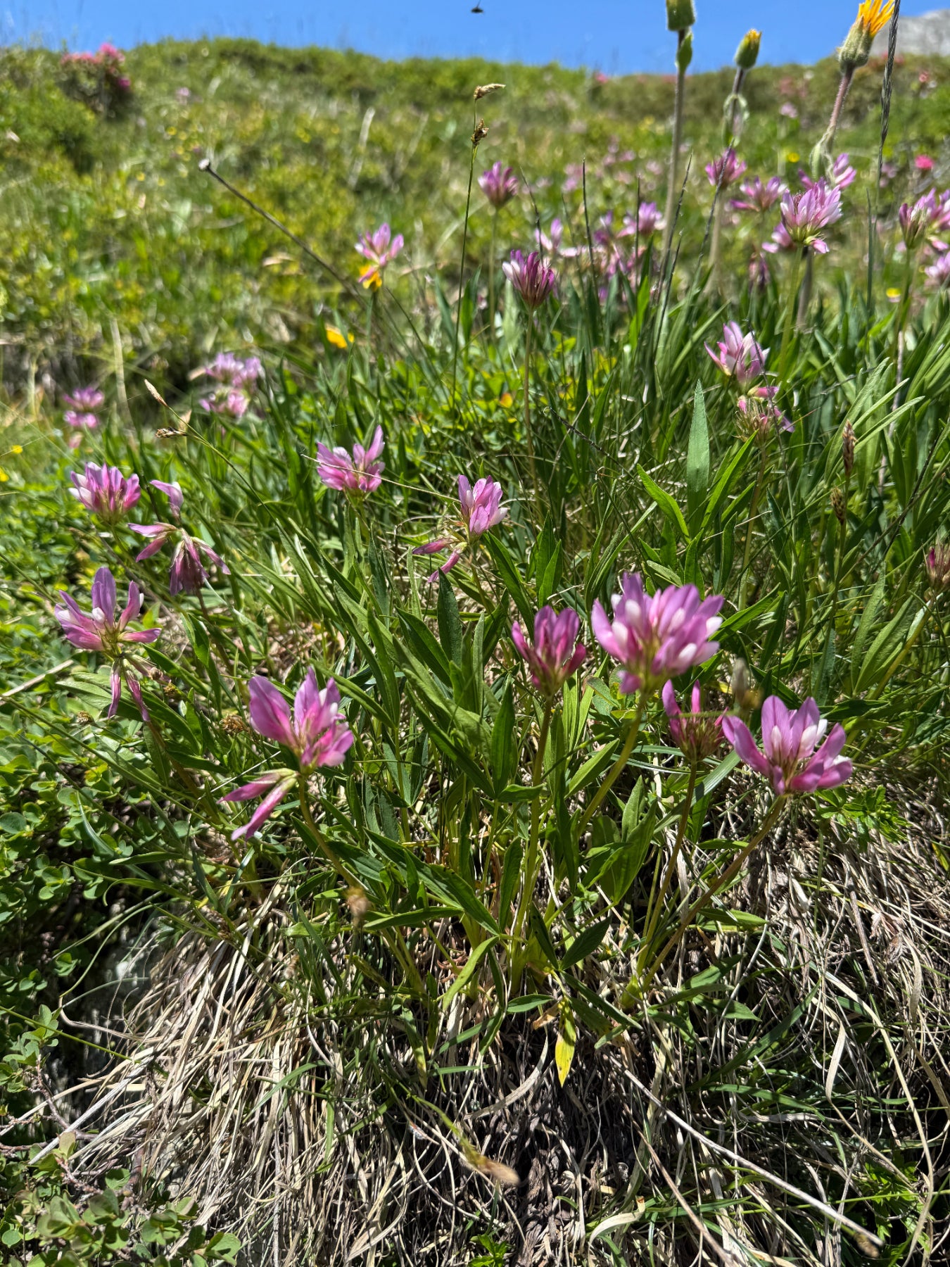 Makroaufnahme eines purpurrosa Alpen-Tragants im Sonnenlicht