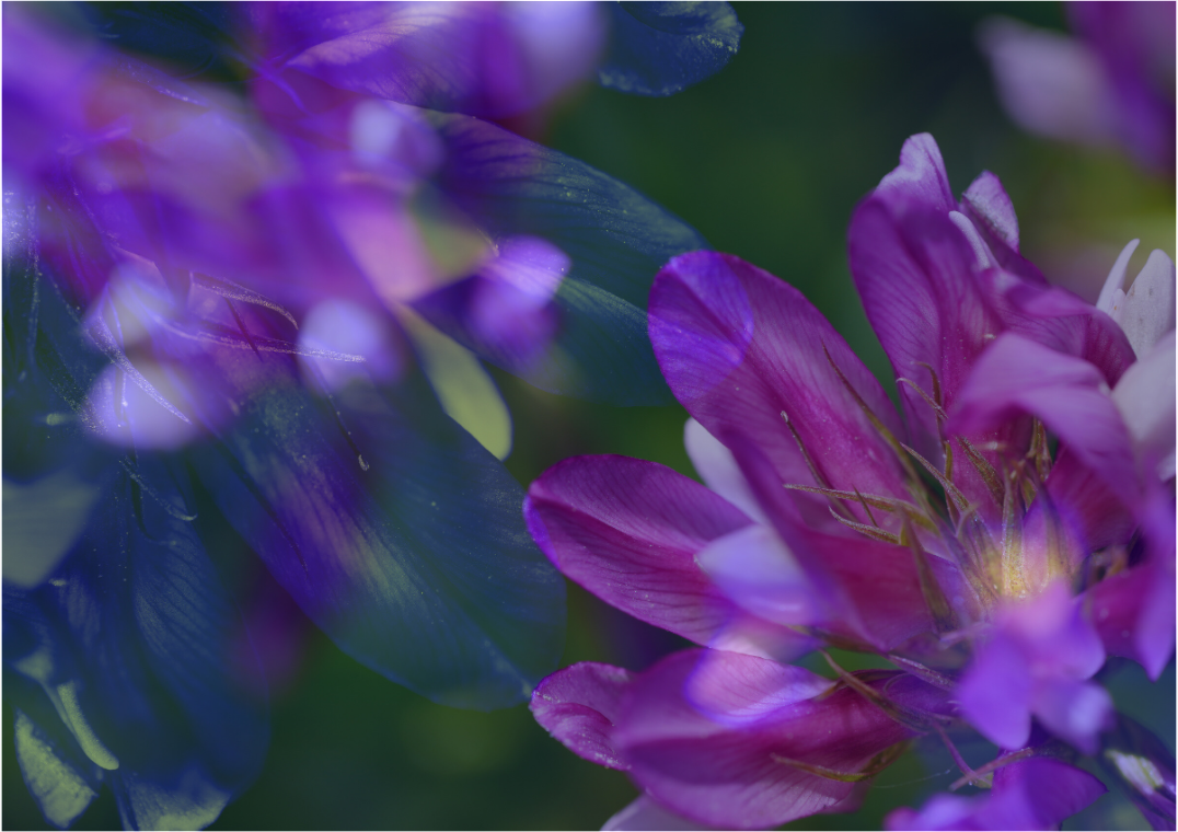 Tanz der Blütenblätter - Astragalus alpinus