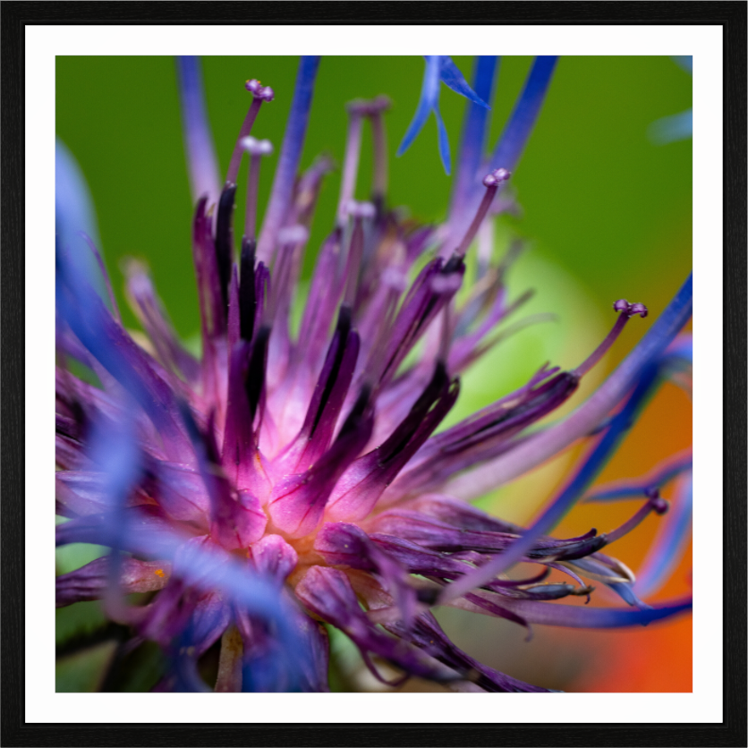 Herzkammer aus Licht – Centaurea cyanus