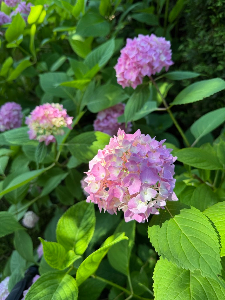 Moment der Stille – Hydrangea macrophylla