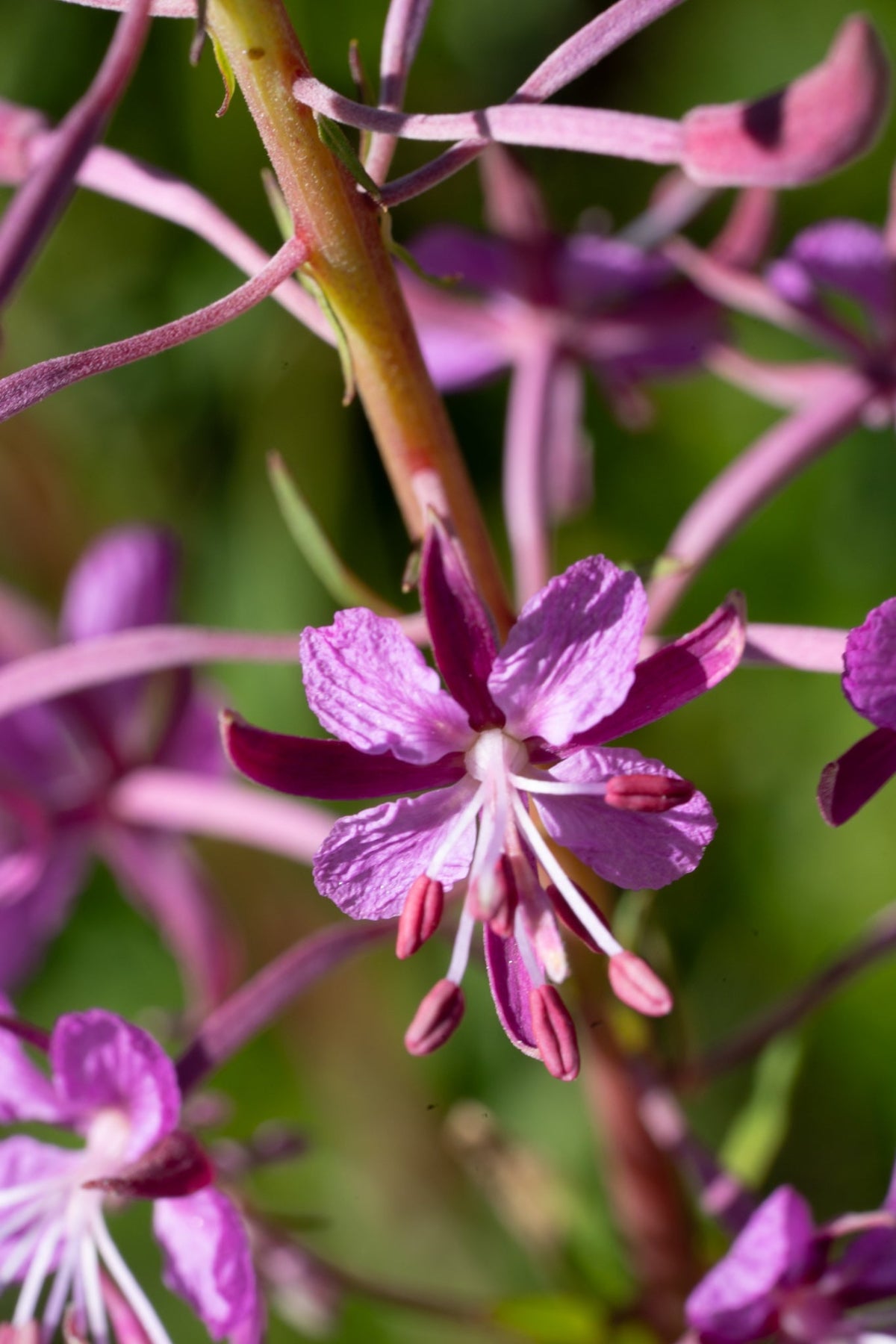Nahaufnahme einer Epilobium angustifolium Blüte in den Walliser Alpen