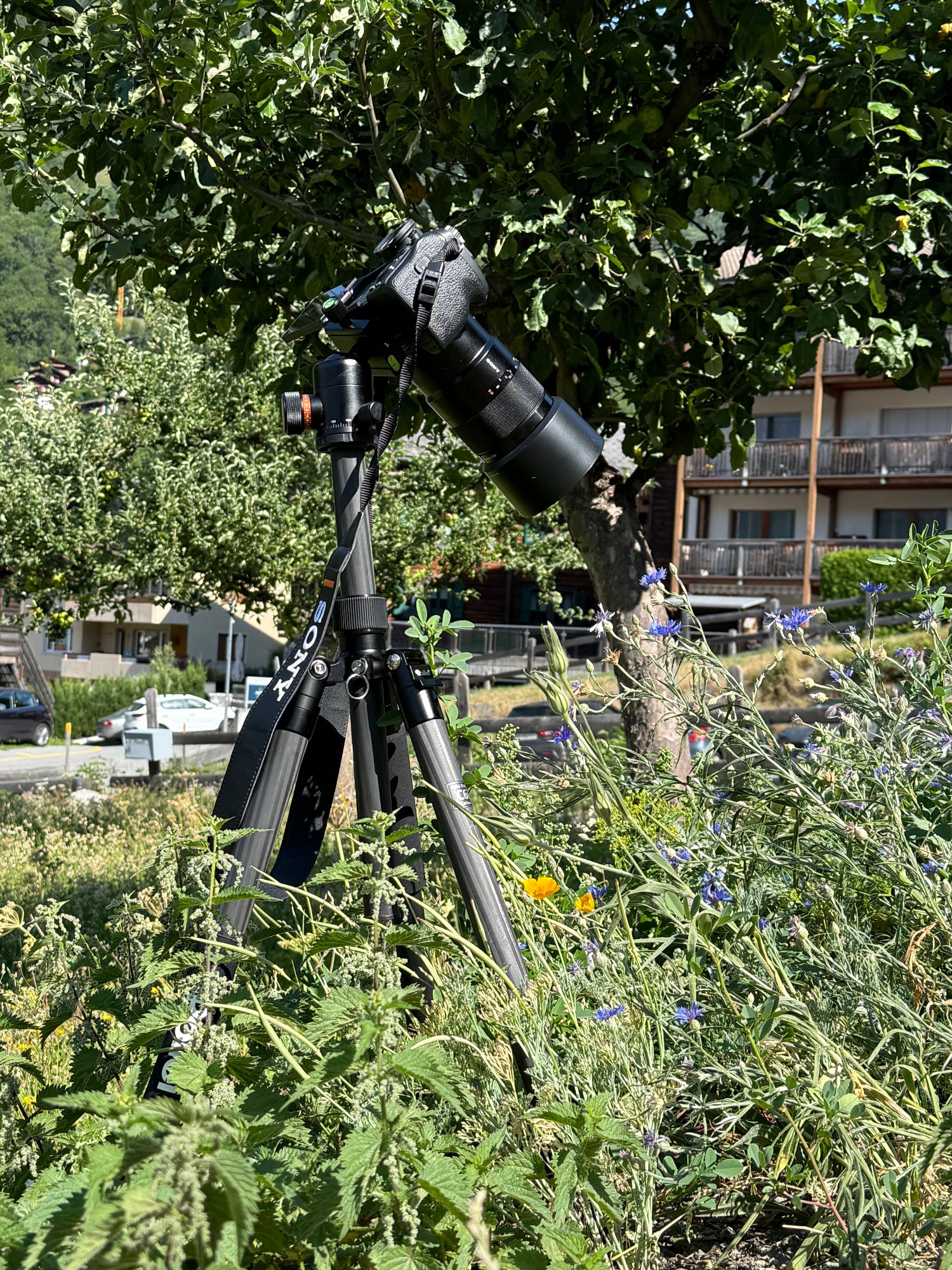 Nahaufnahme einer Kornblume mit detailreicher Struktur