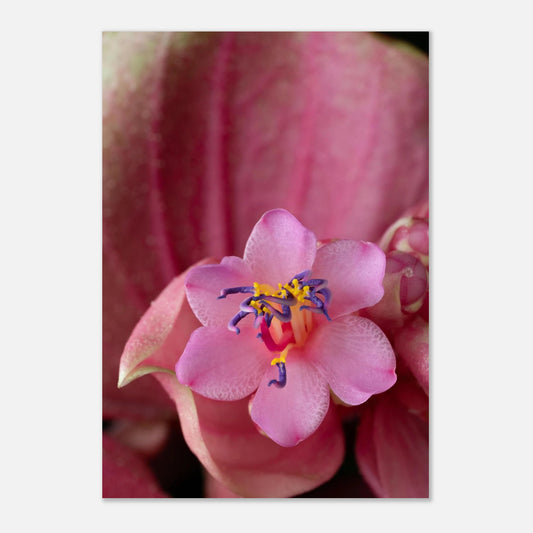 Makroaufnahme einer rosa Medinilla-Blüte mit violetten Staubblättern