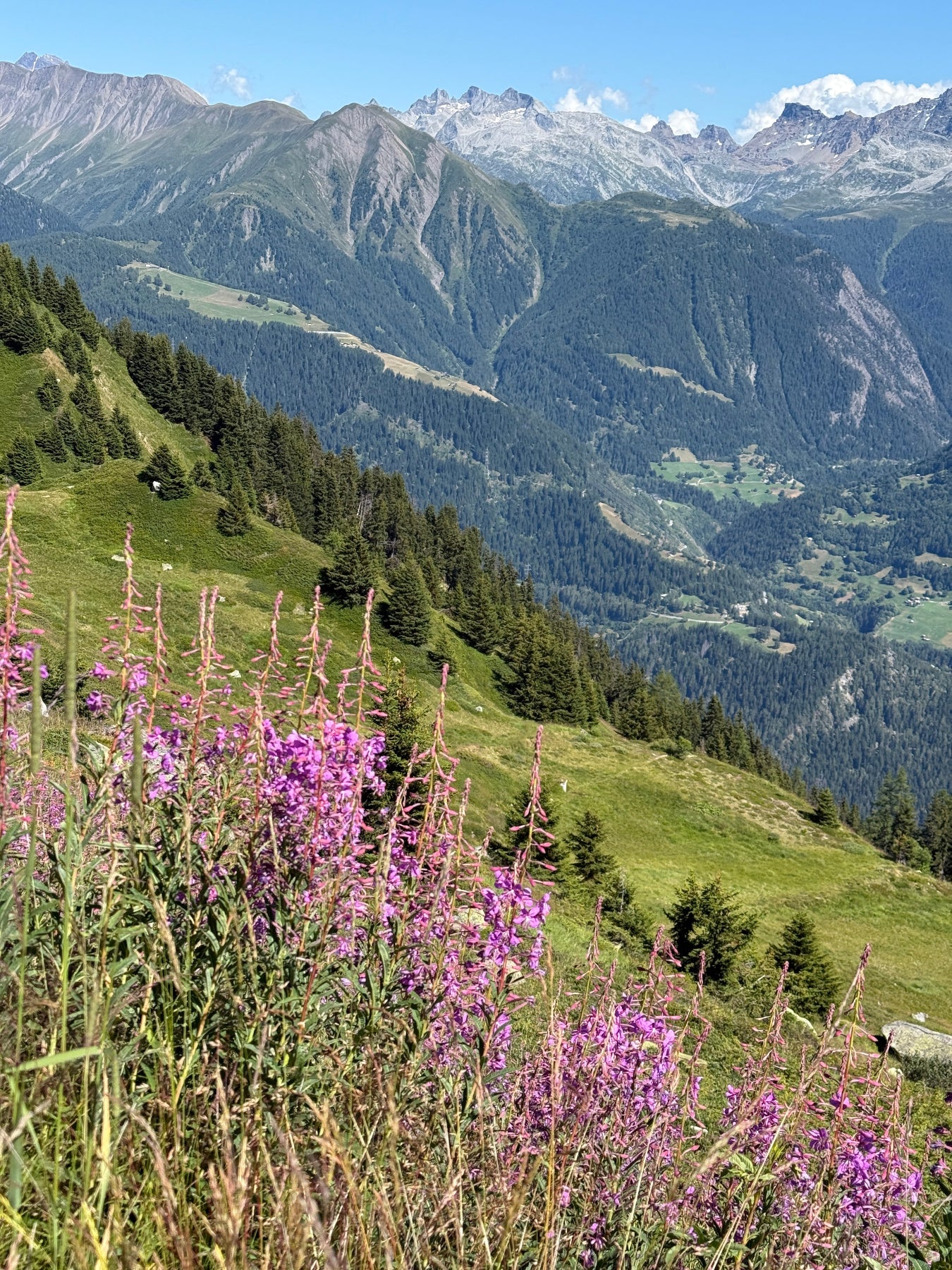Weideroeschen in der Schweizer Alpen auf 2000 Meter ueber Meer botanische Kunst