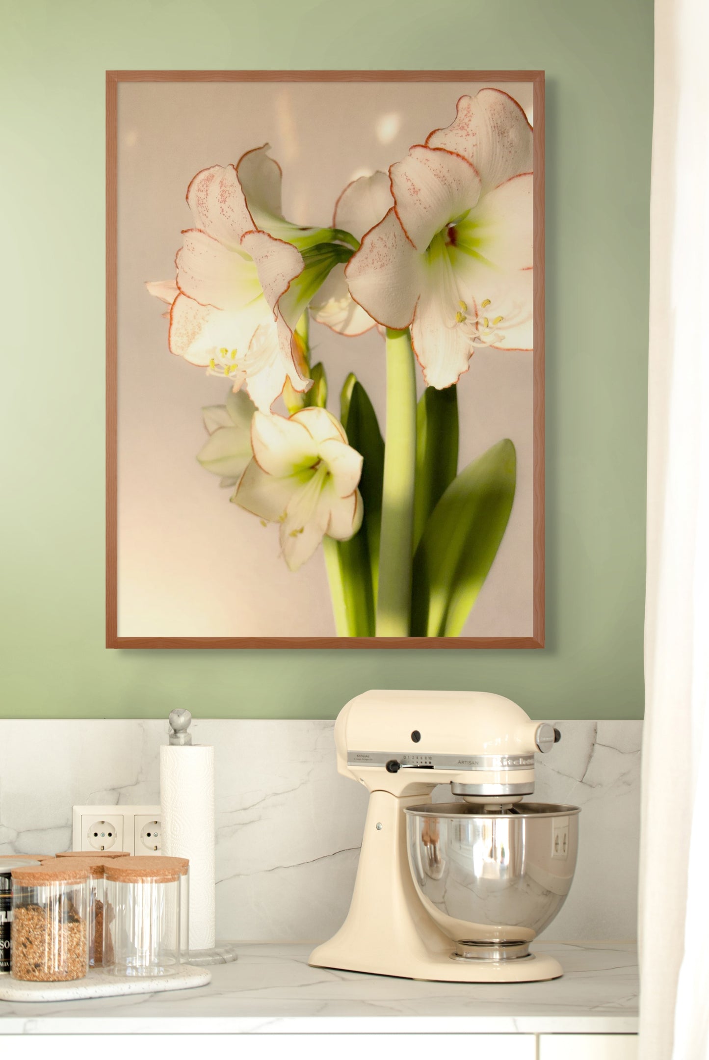 Lichtblick im Winter – Hippeastrum hybridum